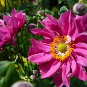 Луковица анемоны Маргарет (Margaret)