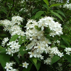 Саженец дейции белой Лемуана (Lemoinei)