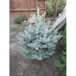 Саженец Ели Голубой Кейбаб (Kaibab) 60-100 см