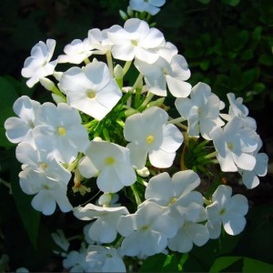 Саженец Флокса метельчатего Дэвид