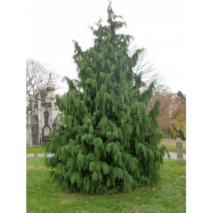 Саженец кипарисовика Нутканского 100-150 см