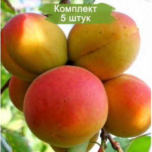 Саженцы абрикоса Фаворит (поздний) -  комплект 5 шт.