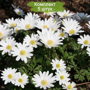 Луковицы анемоны Гладкая -  комплект 5 шт.