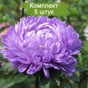 Саженцы астры Сатурн (Saturn) -  комплект 5 шт.