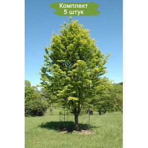 Саженцы бука Европейского (Лесного) ( от 15 см) -  комплект 5 шт.