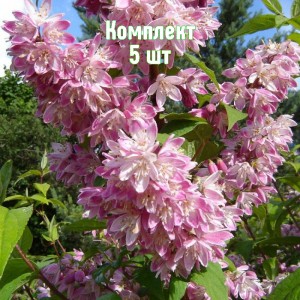 Комплект 5шт / Дейция розовая Распберри Сандей