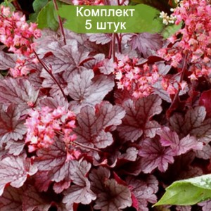 Саженцы гейхеры мелкоцветковой Милан (Milan) -  комплект 5 шт.
