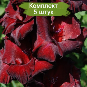 Луковицы гладиолуса Черный Бархат -  комплект 5 шт.