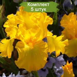 Саженцы ириса Вайбрант (Vibrant) -  комплект 5 шт.