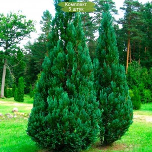 Саженцы кипарисовика Лавсона 60-100 см -  комплект 5 шт.