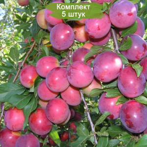 Саженцы средней красной сливы колоновидной Оленька -  комплект 5 шт.