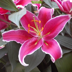 Луковицы лилии Deep Impact (Воздействие ) Восточный гибрид -  комплект 5 шт.