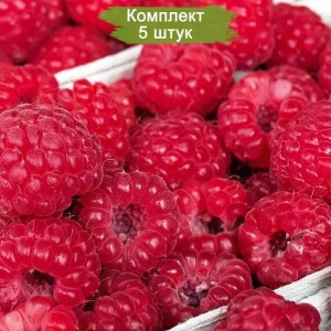 Саженцы ремонтантной малины Евразия (Красная) -  комплект 5 шт.