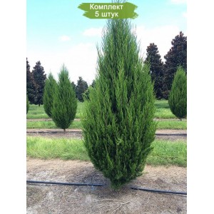 Саженцы можжевельника Виргинского 40-60 см -  комплект 5 шт.