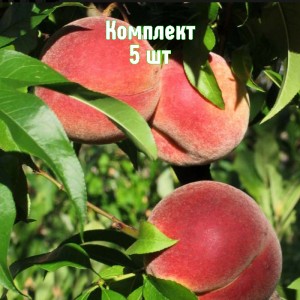 Комплект 5шт / Персик Стартовый