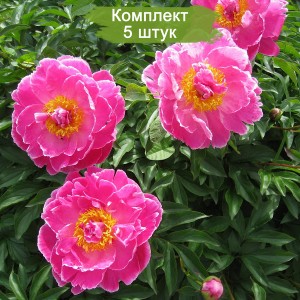 Саженцы пиона August Dessert (Огюст Дессер ) -  комплект 5 шт.