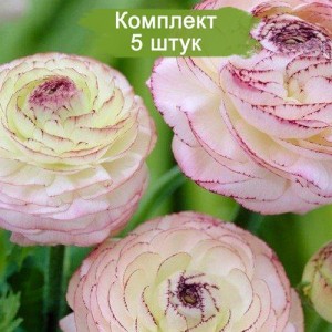 Саженцы ранункулюса Андрэа (Andrea) -  комплект 5 шт.