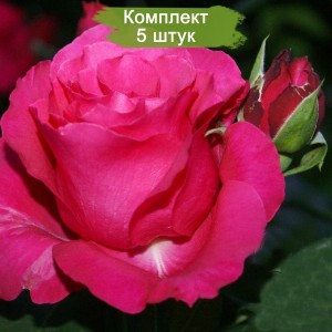 Саженцы чайно-гибридной розы Джиральдо (Giraldo) -  комплект 5 шт.