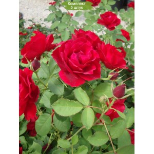 Саженцы канадской розы Хоуп фо Хьюманити (Hope for Humanity) -  комплект 5 шт.