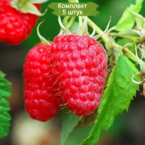 Саженцы штамбовой малины Крепыш (красная) -  комплект 5 шт.