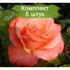 Комплект 5шт
 / Штамбовая Роза Сильве Джюбилей