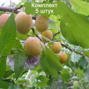 Саженцы ранней желтой сливы Утро -  комплект 5 шт.