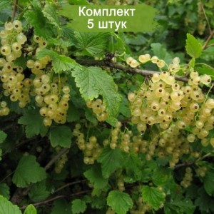 Саженцы белой смородины Виксне -  комплект 5 шт.