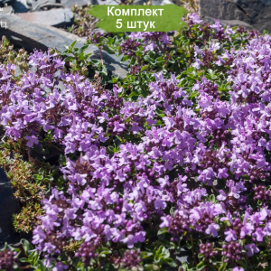 Саженцы тимьяна (чабреца) ползучего Меджик Карпет (Magic Carpet) -  комплект 5 шт.