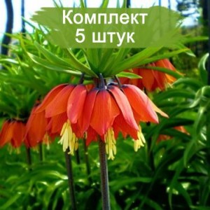 Саженцы лилейника Царская Корона -  комплект 5 шт.