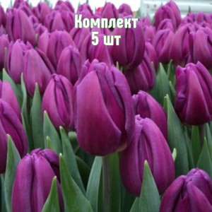 Комплект 5шт / Тюльпан Пурпл Леди