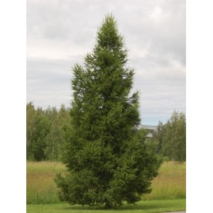 Саженец лиственницы Сибирской 60-100 см