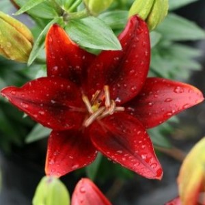 Луковица лилии азиатской Тайни рокет (Tiny Rocket)