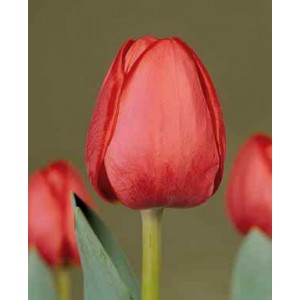 Луковица тюльпана Севилла (Sevilla)