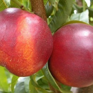 Нектарин Старго