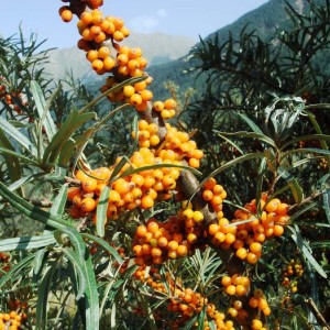 Саженец облепихи Галерит (Galerite) 