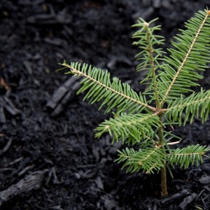 Саженец пихты Кавказской до 20 см