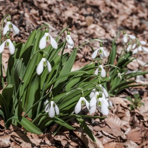 Луковица подснежника Крымский