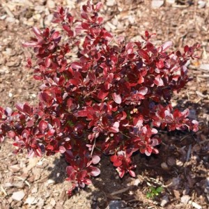 Саженец Барбариса Багатель