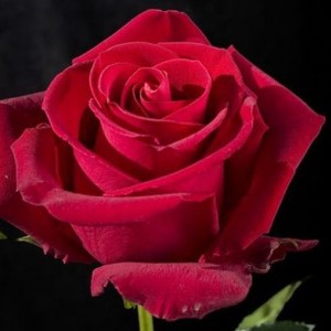 Саженец чайно-гибридной розы Форевер янг (Forever Young)