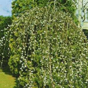 Саженец Вербы плакучей