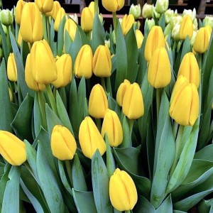 Луковица тюльпана Нови Сан (Novi Sun)