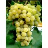 Виноград Буковинка