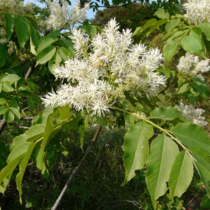 Саженец ясеня Белого (20-40 см)