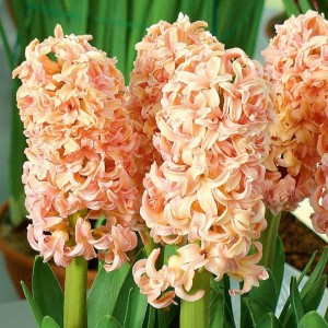 Луковица гиацинта Одиссей (Odysseus)