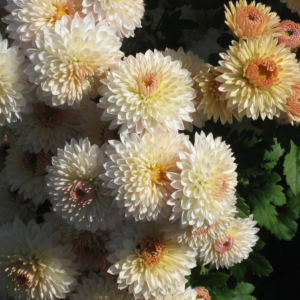 Саженец хризантемы мультифлора Скайла (Белая )