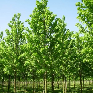 Саженец липы Крупнолистной 20-40 см