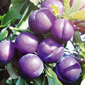 Саженец Сливы Аметист (Ametist)