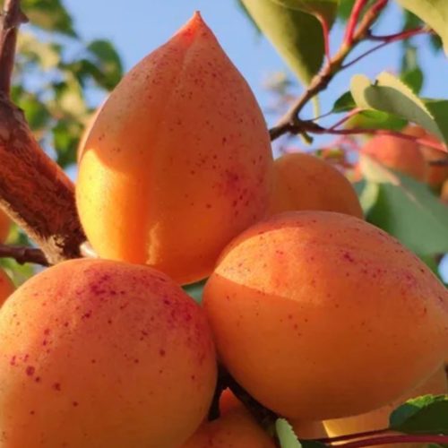 Абрикос Академик