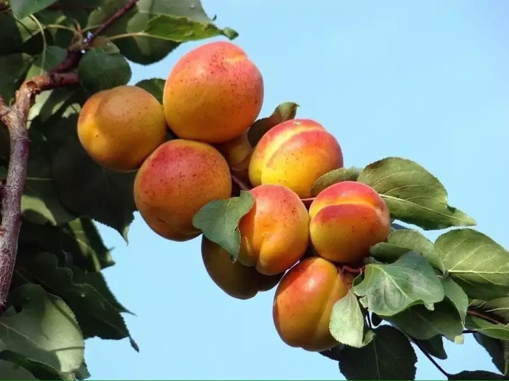 Абрикос Тамаша