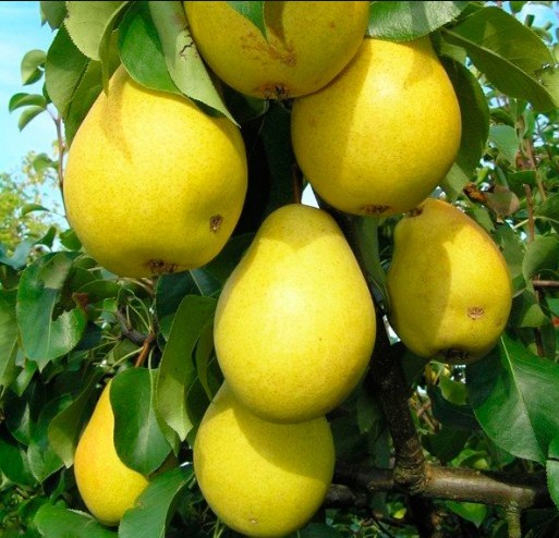 Груша Чижовская